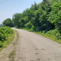 زمین به متراژ ۲۵۰۰ متر ساحلی جنگلی|فروش زمین و ملک کلنگی|پره‌سر, |دیوار