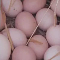 تخم مرغ لاری اوشامو|حیوانات مزرعه|رشت, احمد گوراب|دیوار
