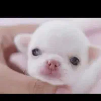 شیواوا جیبی|سگ|شیراز, تاچارا|دیوار