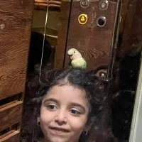 طوطی برزیلی|پرنده|چهارباغ, |دیوار