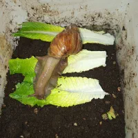 حلزون آچاتینا