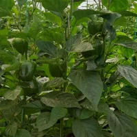 درخواست شراکت