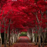 فروش زمین فاز۴ شمالی شهرک قدس