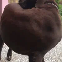 سگ کن کورسو ۸ ماهه نر|سگ|چالوس, |دیوار