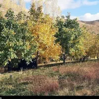 زمین کشاورزی و باغ (3 هکتار آبی)|فروش دفتر صنعتی، کشاورزی، تجاری|موچش, |دیوار