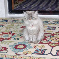 گربه نر پرشین چشم آبی|گربه|نور, |دیوار