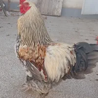خروس برهما سالم و سرحال