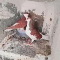 کفتر ساده چپ سرخ