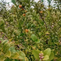 استخدام باغبان|استخدام سرایداری و نظافت|دوگنبدان, |دیوار