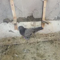 پرنده