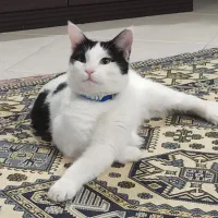 گربه گمشده