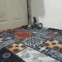 کبوتر رنگی ریش و مسافتی اهوازی چاپی وانروی اردن|پرنده|گرگان, |دیوار