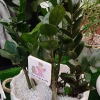 گل و گیاهان آپارتمانی|گل و گیاه طبیعی|شاهین‌شهر, شهرک ردانی پور|دیوار