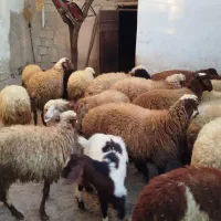 کاور پای پروار|حیوانات مزرعه|سنندج, |دیوار