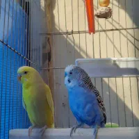 ۳ عروس هلندی ویک جفت مرغ عشق|پرنده|گلبهار, شهر جدید گلبهار|دیوار