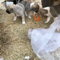 واگذار۳ تا توله ماده|سگ|مهاباد (آذربایجان غربی), |دیوار