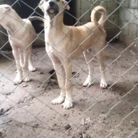 توله های سرابی