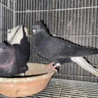 یک جفت زاغ دم سفید یک جفت سرور هفت رنگ