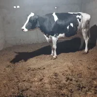 ماده گاو حذفی چاق