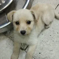 سگ  آشپیتزبسیار شیطون ودوست داشتنی