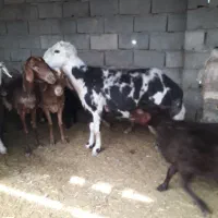 میش.قوچ.شیشک پلنگی نر