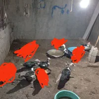 تعداد شش عدد اردک سیکا مسکویی