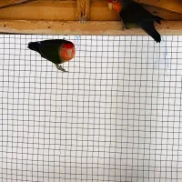 جفت طوطی|پرنده|بندر کنگان, |دیوار