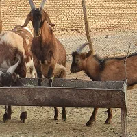 دبر داشتی و کهره نر آلپاین|حیوانات مزرعه|رونیز, |دیوار