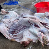 ذبح گاو گوسفند گوساله حرفه ای سلاخ سلاخی قصاب|خدمات پذیرایی، مراسم|زنجان, |دیوار