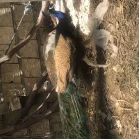 حیوانات