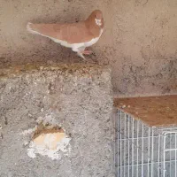 کفتر شهری زرد نر|پرنده|خرامه, |دیوار