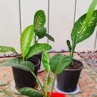 گل ذرتی و دیفن