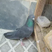 زاغ سبز|پرنده|سمنان, |دیوار