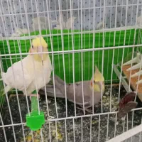 عروس هلندی