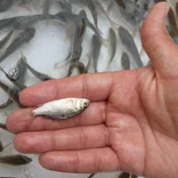 بچه ماهی کپور|ماهی|کاشان, پامنار|دیوار