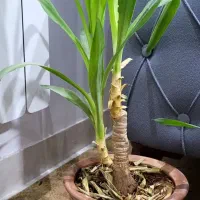 گل و گلدان طبیعی ارزان