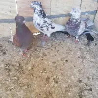 کبوتر|پرنده|تبریز, |دیوار