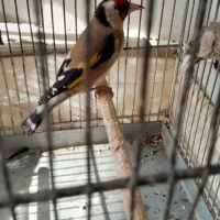 جوجه قفس مست