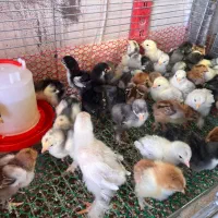 جوجه ازمولدین غول پیکر|حیوانات مزرعه|کاشان, فاز ۱ ناجی آباد|دیوار