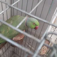 ملنگو مولد|پرنده|تاکستان, |دیوار