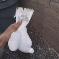 کفتر بلژیکی نر سفید، سالم و جوان|پرنده|رباط‌کریم, نصیرشهر|دیوار