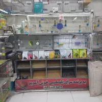 عروس هلندی|پرنده|شیراز, شهرک پرواز|دیوار