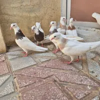 طوقی جوانه|پرنده|کرمانشاه, |دیوار
