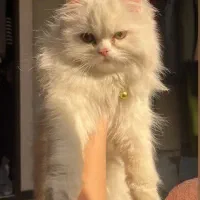 گربه پرشین اصیل