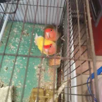 ۱ جفت کوتوله