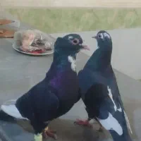 کبوتر|پرنده|هیرمند, |دیوار