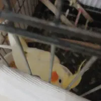 عروس هلندی نر و ماده مولد|پرنده|کهریزک, |دیوار