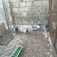 کبوتر
