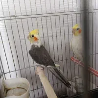 عروس هلندی یه جفت با قفس فقط ۲ میلیون|پرنده|قیدار, |دیوار