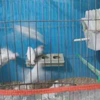 فنچ بالغ وجوجه|پرنده|فردوس (خراسان), |دیوار